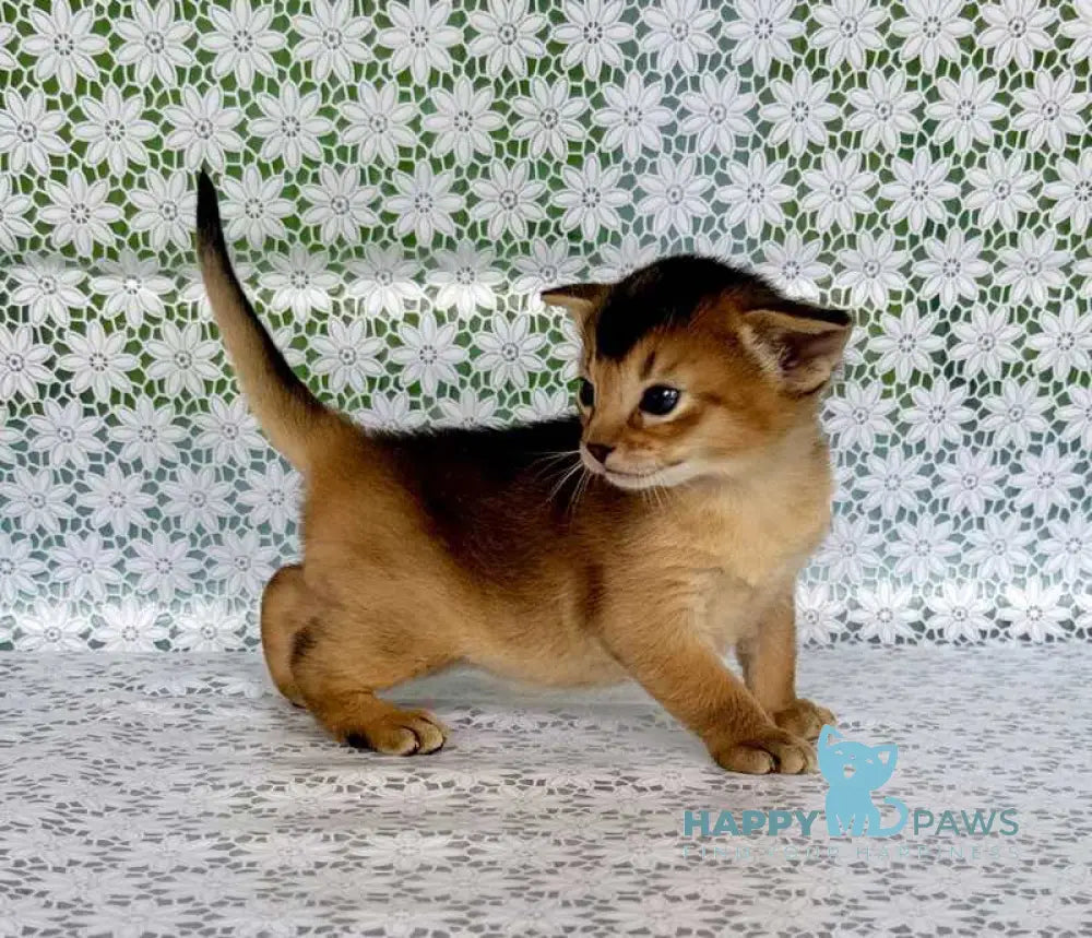 Xarles Abyssinian male ruddy live animals