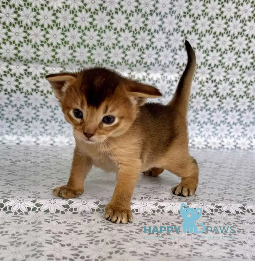 Xarles Abyssinian male ruddy live animals