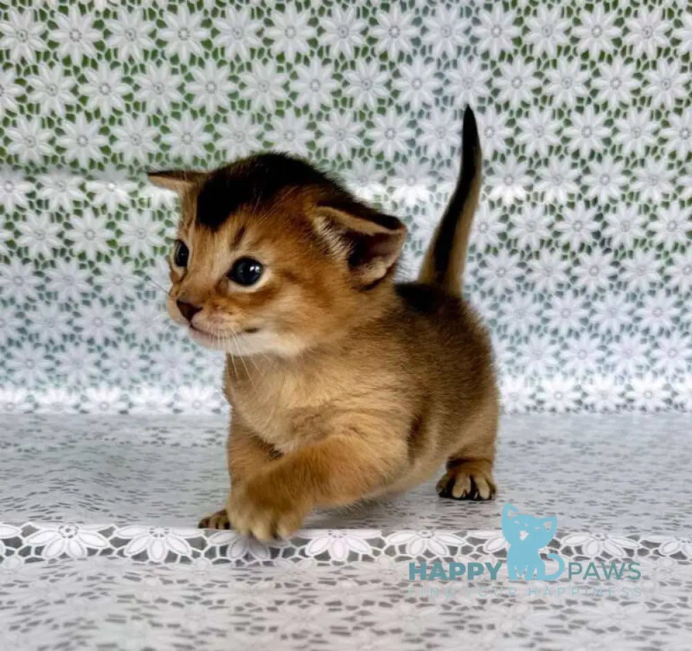 Xarles Abyssinian male ruddy live animals