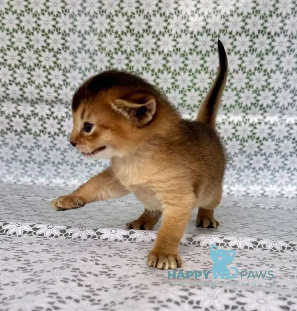 Xarles Abyssinian male ruddy live animals