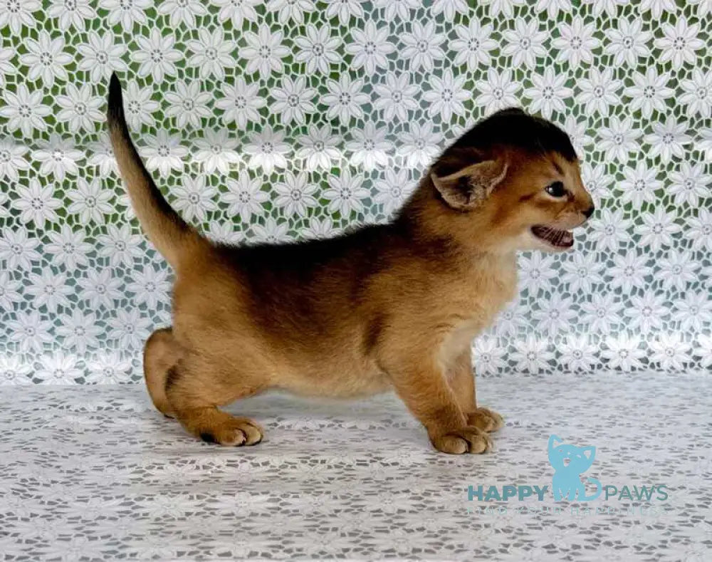 Xarles Abyssinian male ruddy live animals