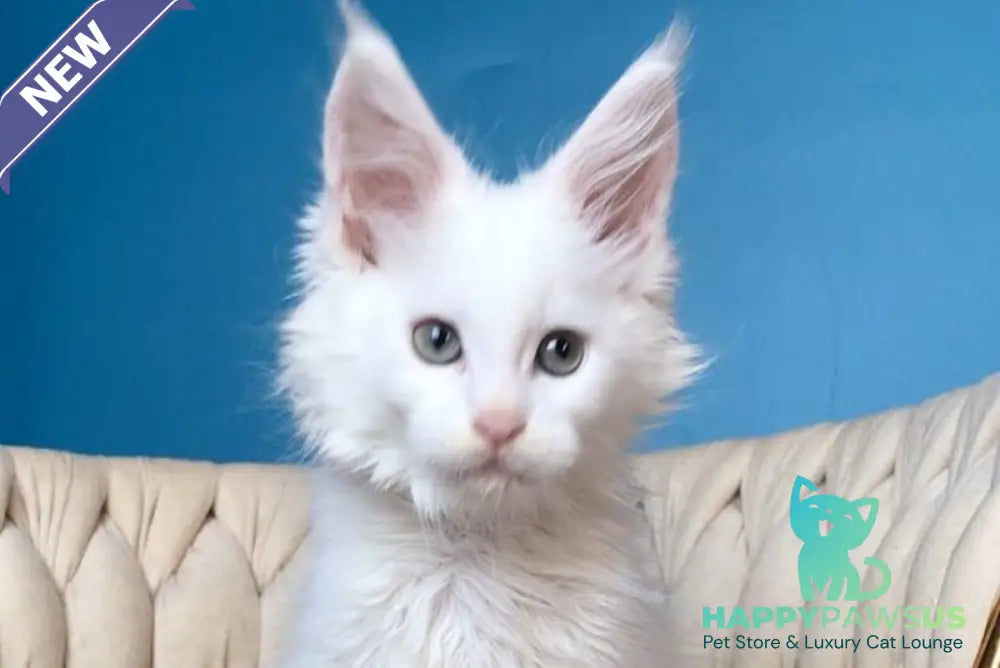 Xarvi Maine Coon male white - live animals