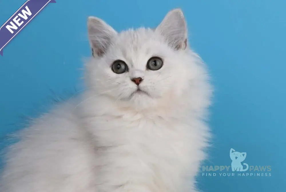 Xasandra British Longhair female blue golden shaded live animals