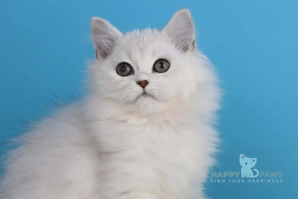 Xasandra British Longhair female blue golden shaded live animals