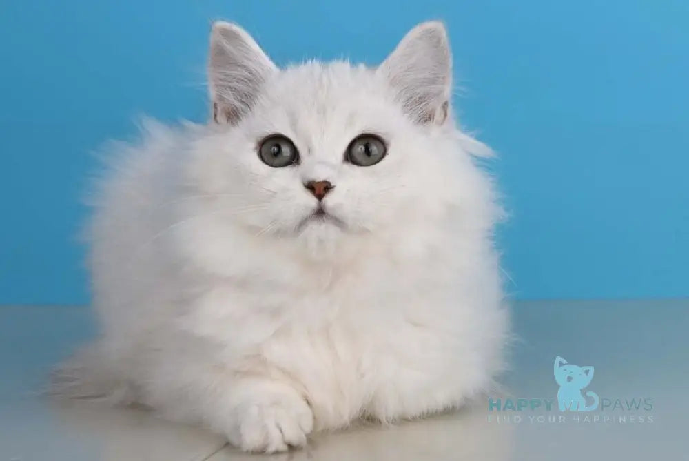 Xasandra British Longhair female blue golden shaded live animals