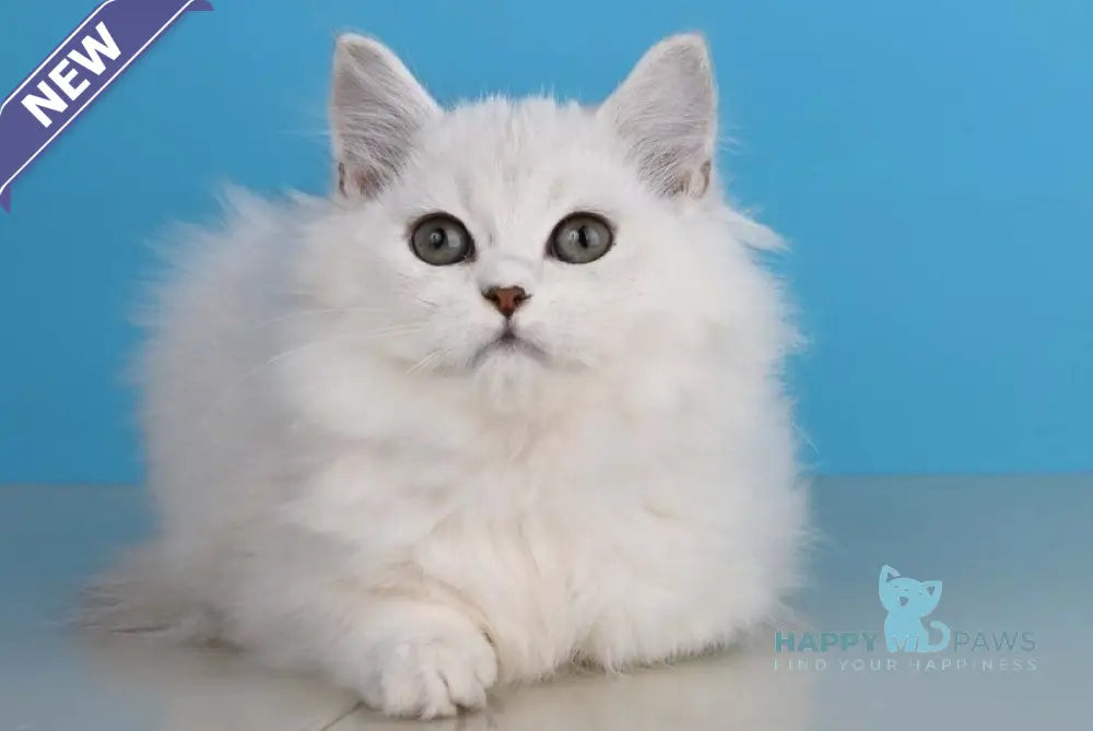Xasandra British Longhair female blue golden shaded live animals