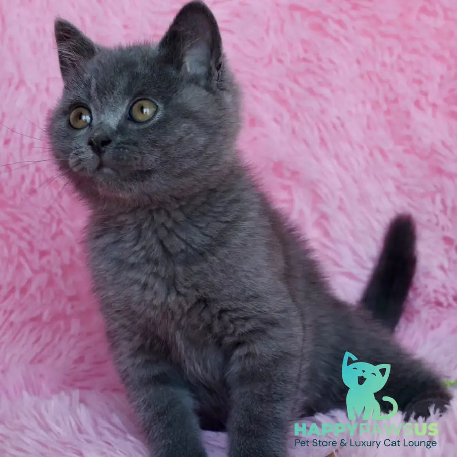 Xavi British Shorthair male blue - live animals