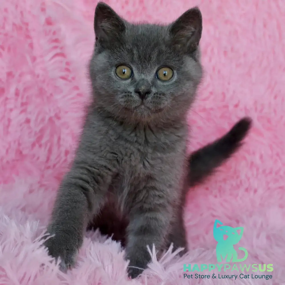 Xavi British Shorthair male blue - live animals