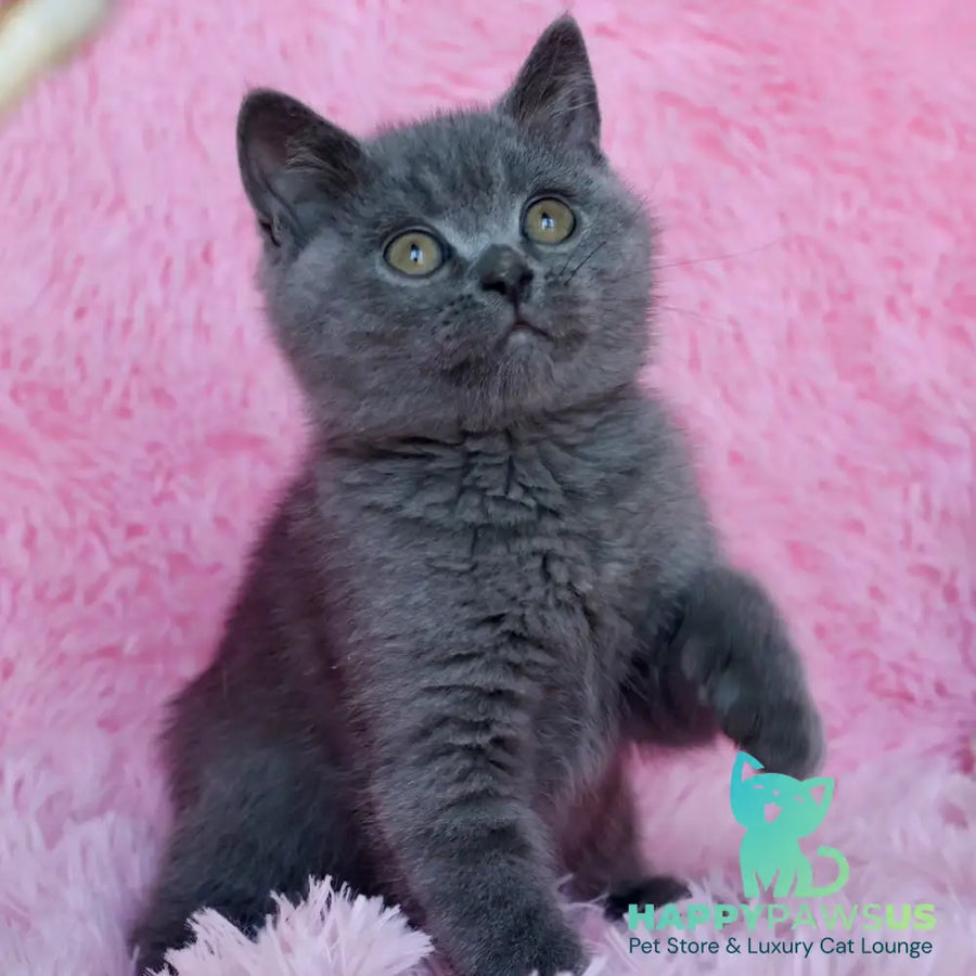 Xavi British Shorthair male blue - live animals