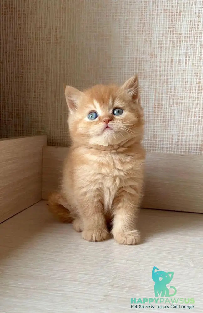 Xavi British Shorthair male red - live animals