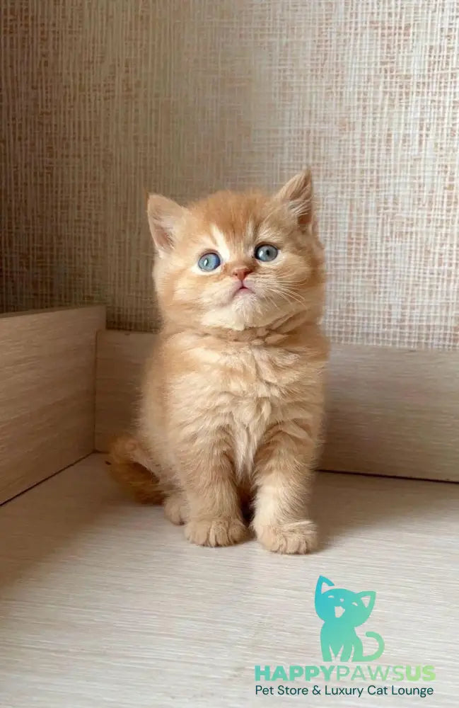 Xavi British Shorthair male red - live animals