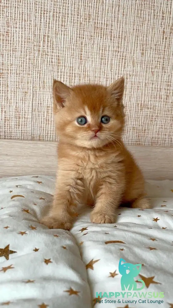 Xavi British Shorthair male red - live animals