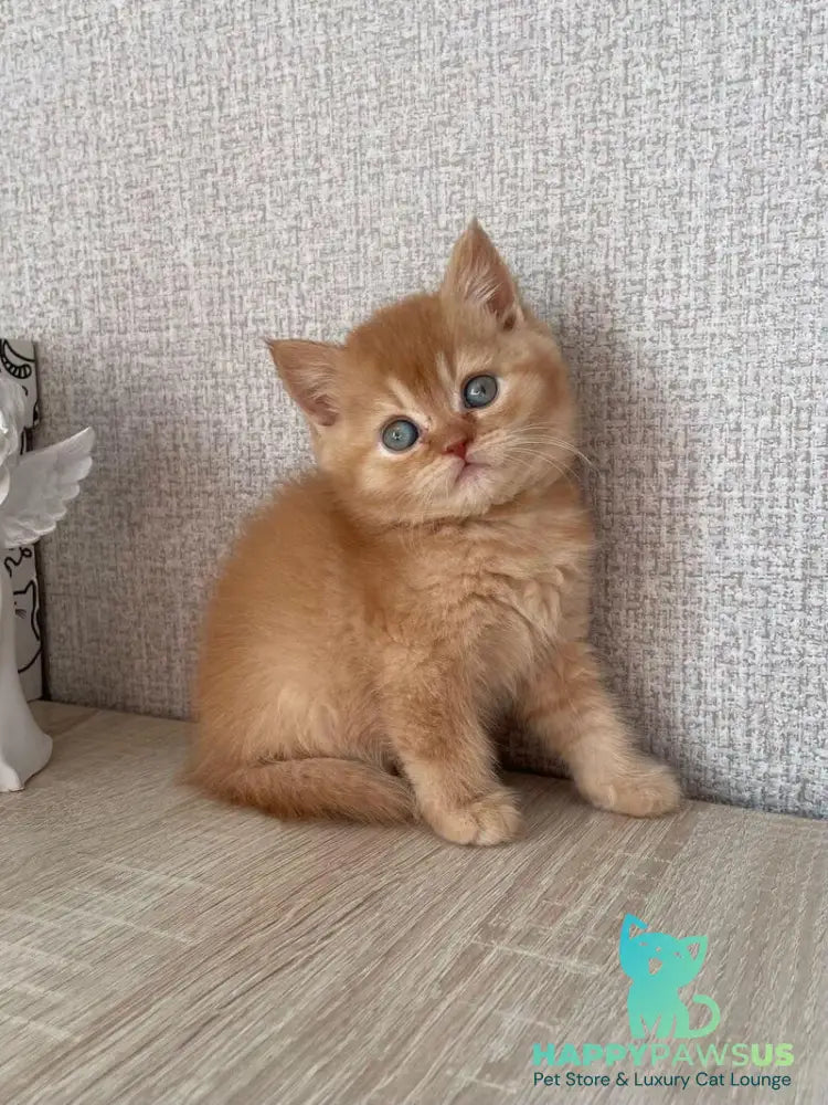Xavi British Shorthair male red - live animals