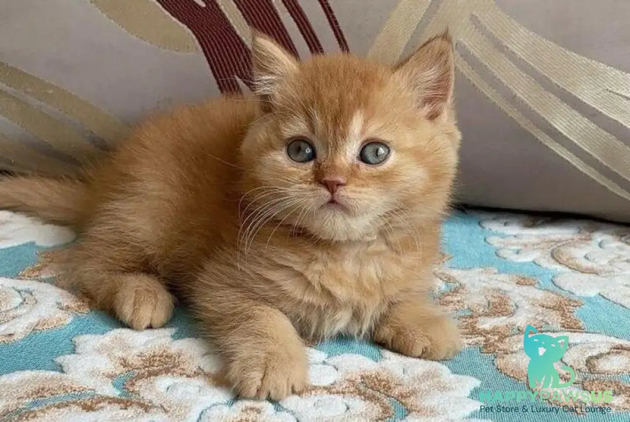 Xavi British Shorthair male red - live animals