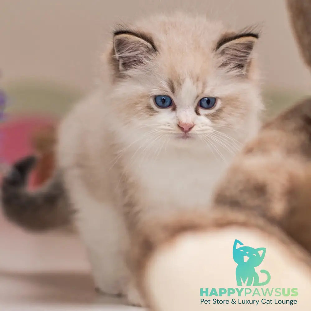 Xavi Ragdoll male seal lynx bicolour - live animals