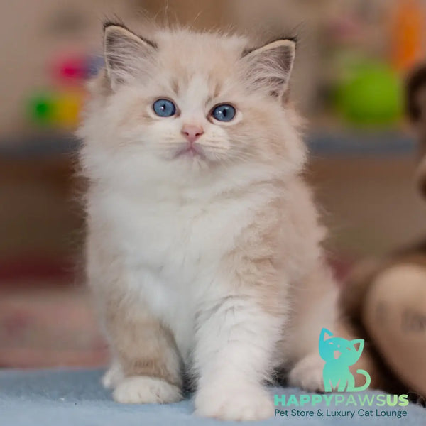 Xavi Ragdoll male seal lynx bicolour - live animals