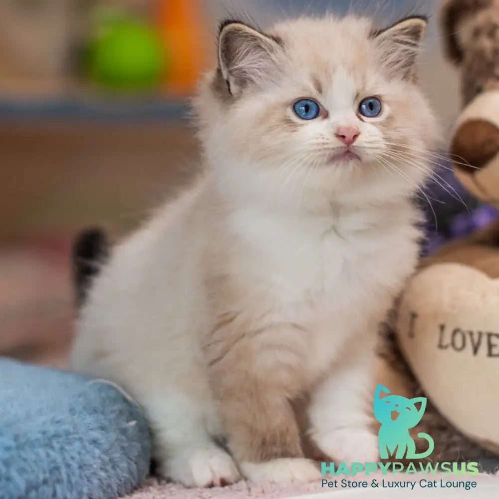 Xavi Ragdoll male seal lynx bicolour - live animals