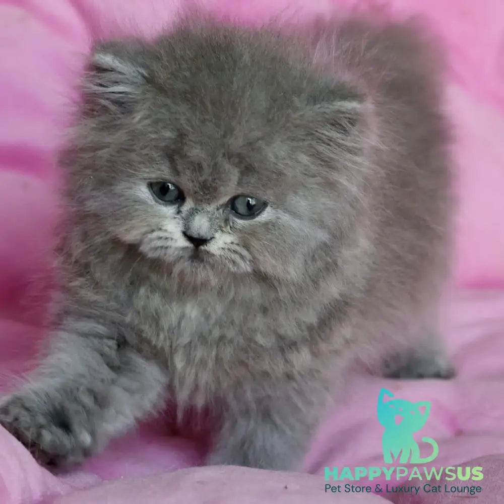 Xavia British Longhair female blue - live animals