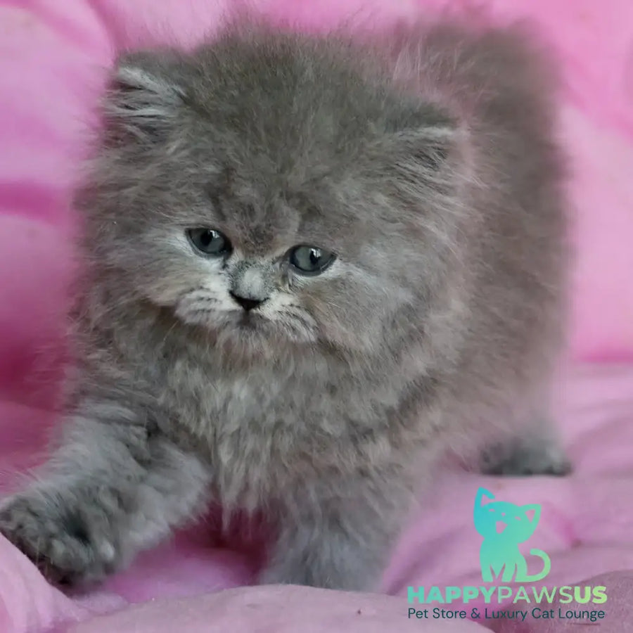 Xavia British Longhair female blue - live animals