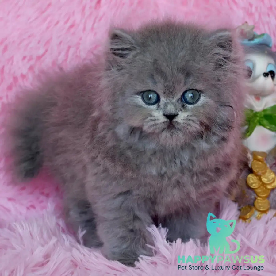 Xavia British Longhair female blue - live animals