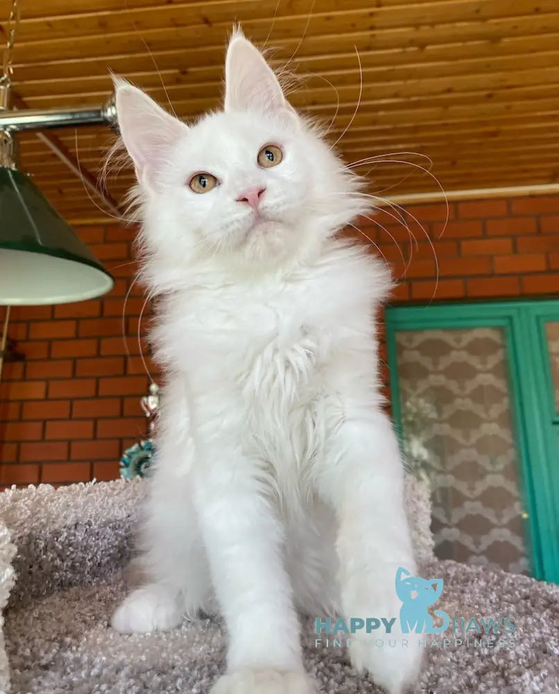 Xavia Maine Coon female white live animals