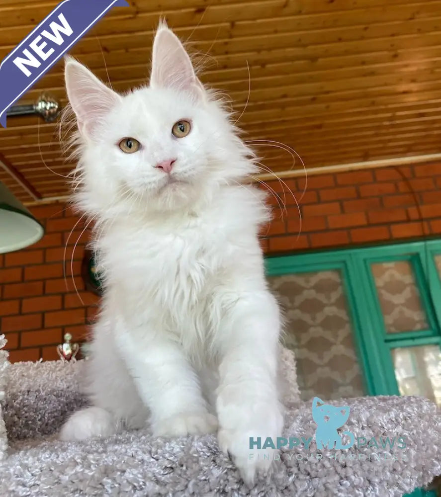 Xavia Maine Coon female white live animals
