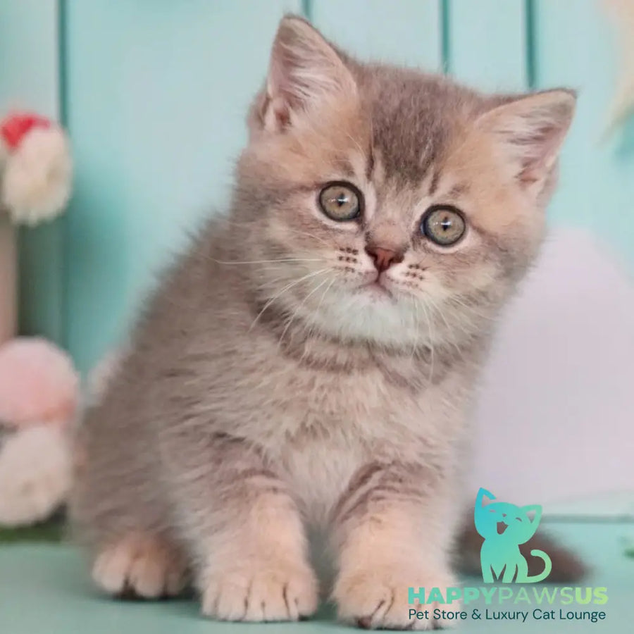 Xavian British Shorthair male blue golden ticked tabby - live animals
