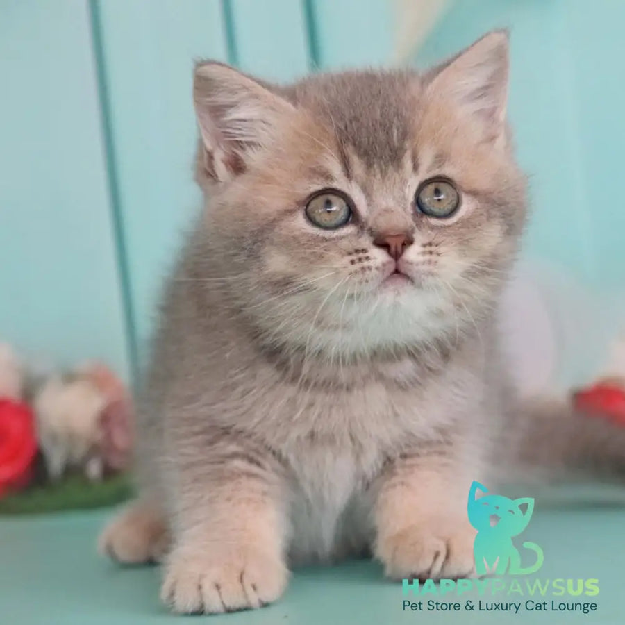 Xavian British Shorthair male blue golden ticked tabby - live animals