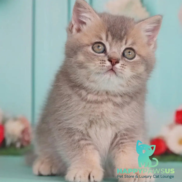 Xavian British Shorthair male blue golden ticked tabby - live animals