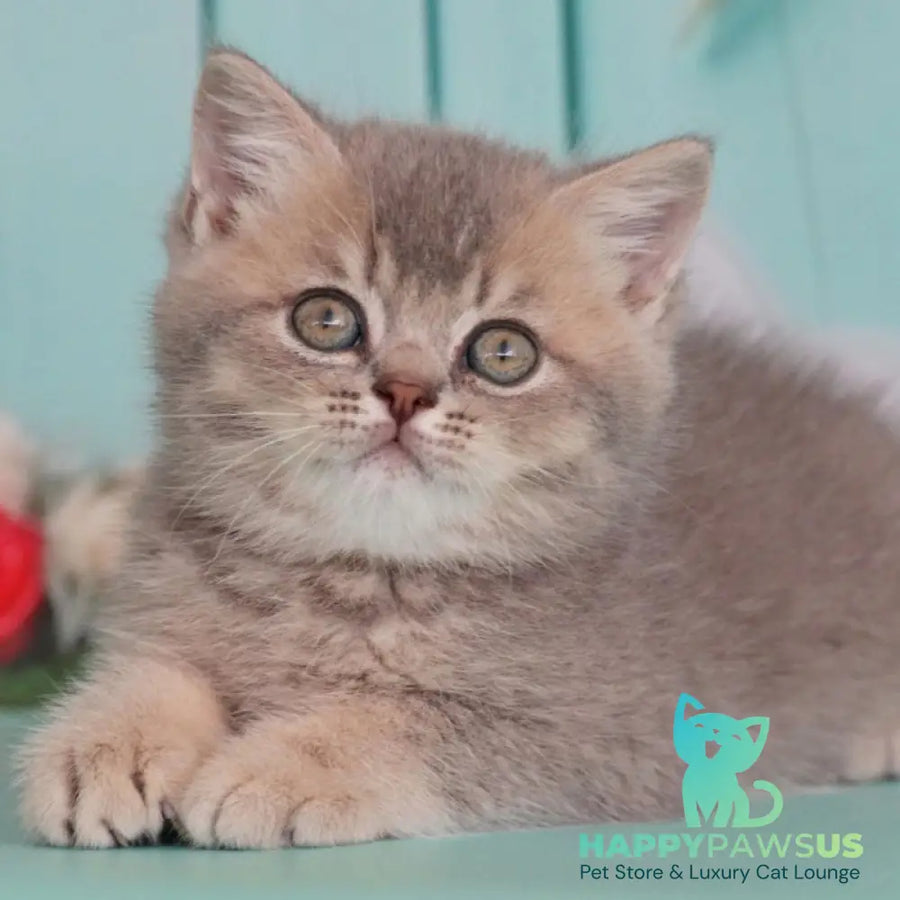 Xavian British Shorthair male blue golden ticked tabby - live animals