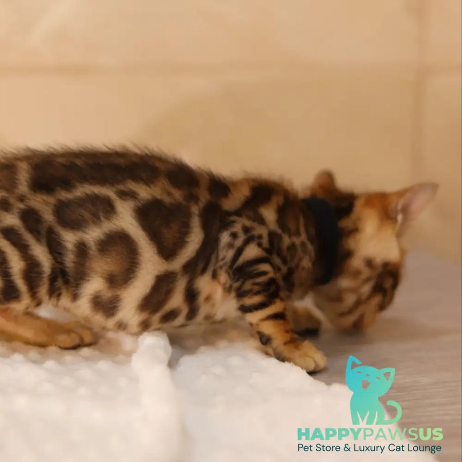 Xavier Bengal male black spotted tabby - live animals