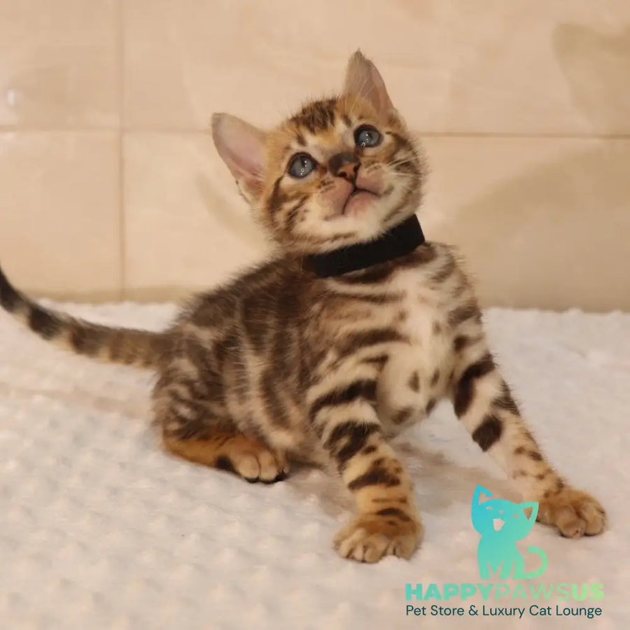 Xavier Bengal male black spotted tabby - live animals