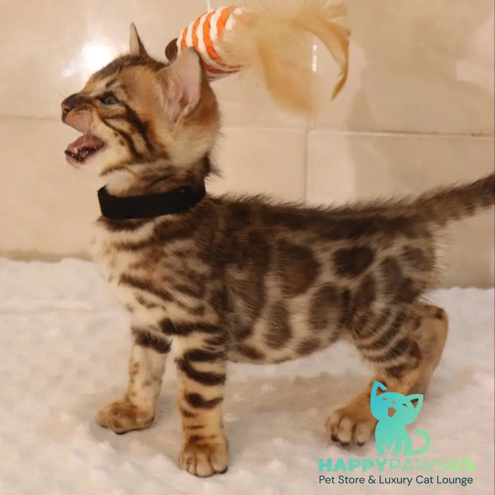 Xavier Bengal male black spotted tabby - live animals
