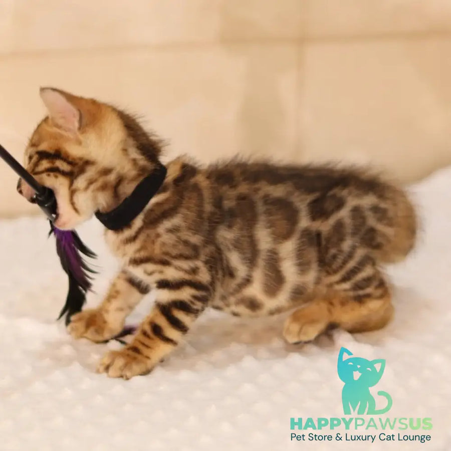Xavier Bengal male black spotted tabby - live animals