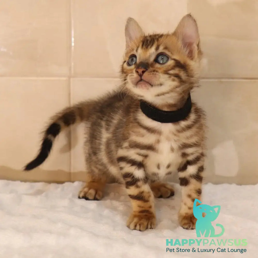 Xavier Bengal male black spotted tabby - live animals