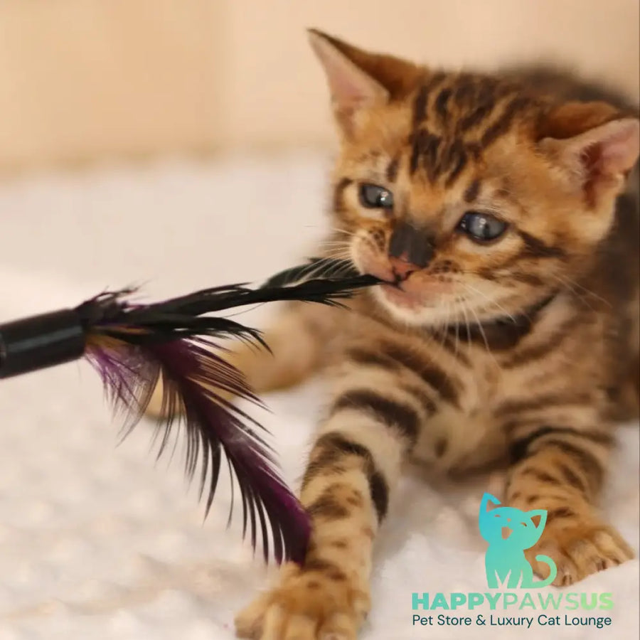 Xavier Bengal male black spotted tabby - live animals