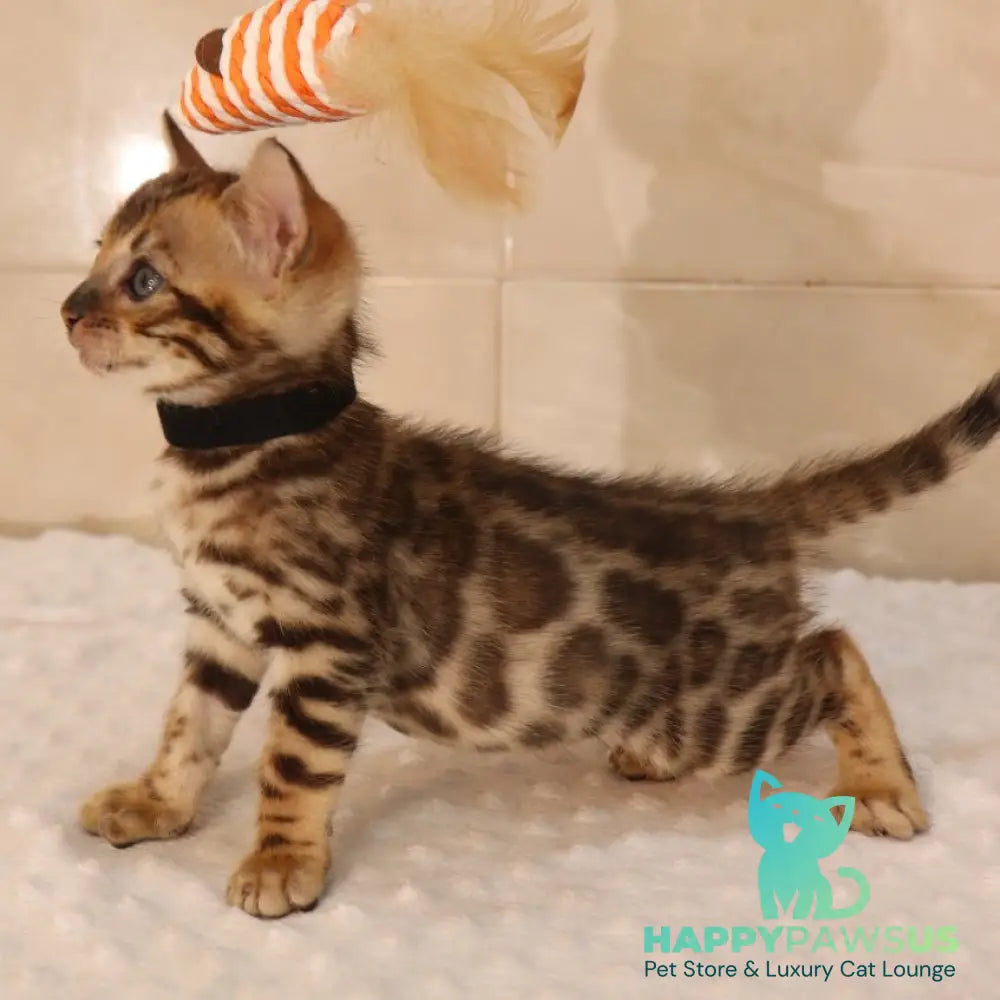 Xavier Bengal male black spotted tabby - live animals