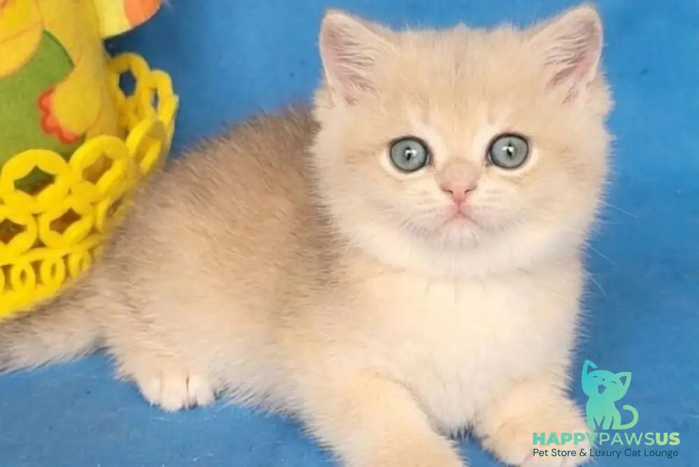 Xavier British Shorthair male blue golden chinchilla - live animals