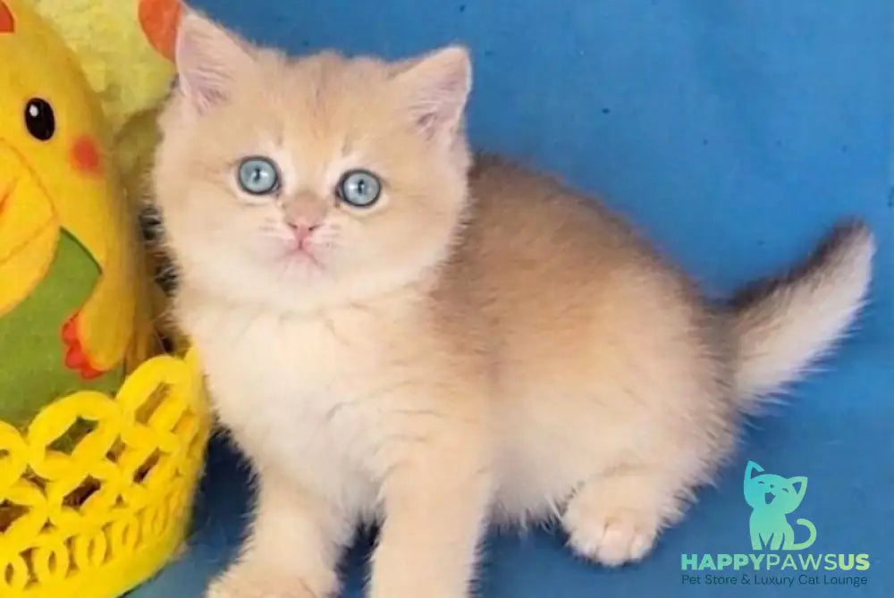 Xavier British Shorthair male blue golden chinchilla - live animals