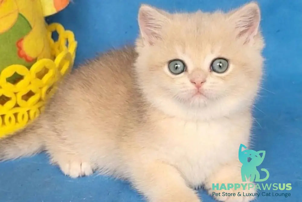 Xavier British Shorthair male blue golden chinchilla - live animals