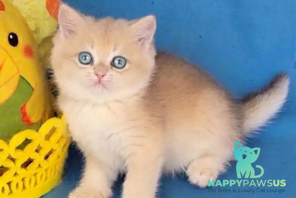 Xavier British Shorthair male blue golden chinchilla - live animals
