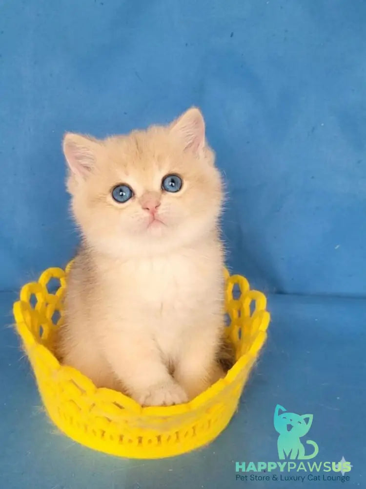 Xavier British Shorthair male blue golden chinchilla - live animals