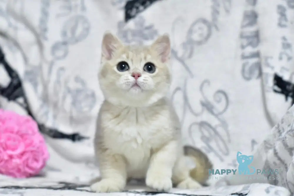 Xavier British Shorthair male blue golden shaded live animals