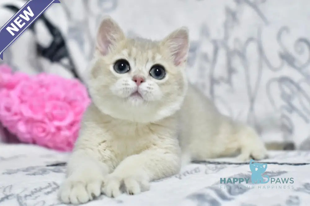 Xavier British Shorthair male blue golden shaded live animals