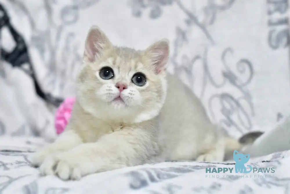 Xavier British Shorthair male blue golden shaded live animals