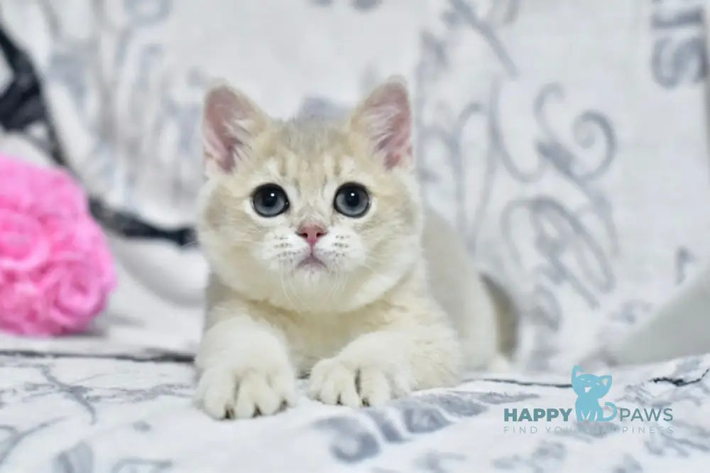 Xavier British Shorthair male blue golden shaded live animals