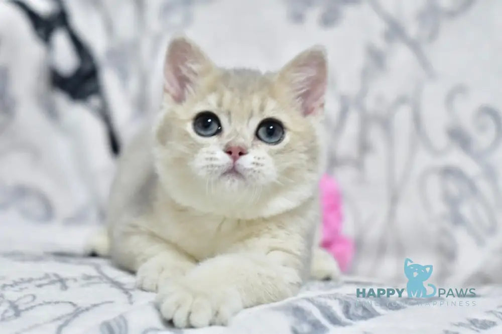 Xavier British Shorthair male blue golden shaded live animals