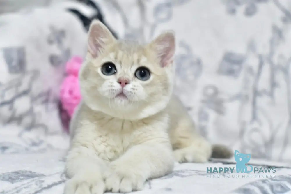 Xavier British Shorthair male blue golden shaded live animals