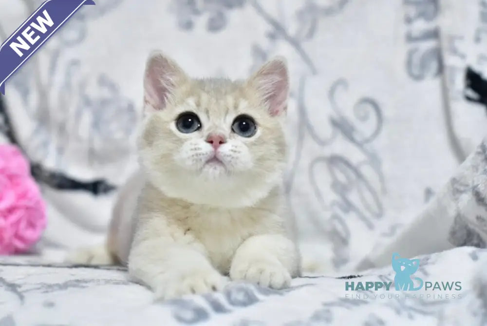 Xavier British Shorthair male blue golden shaded live animals