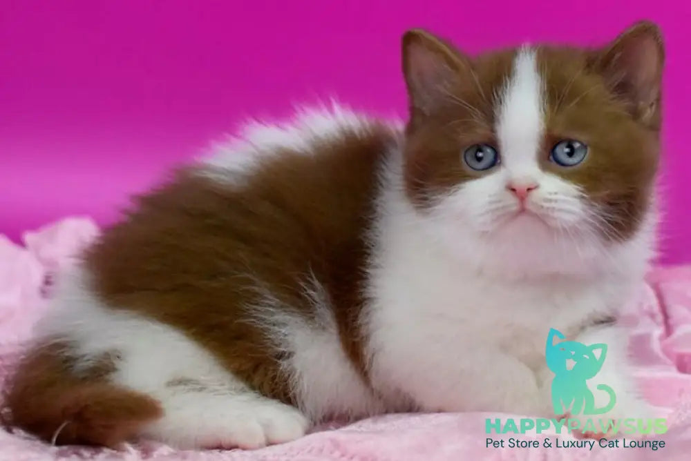 Xavier British Shorthair male cinnamon bicolour - live animals